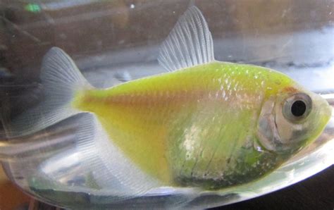 pregnant glofish|glofish tetra pregnant.